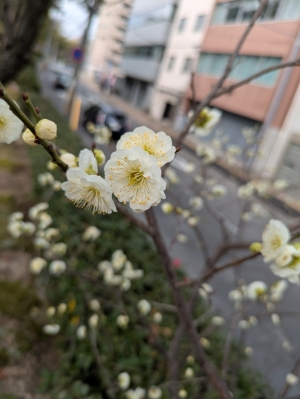 広島市中区のメンズエステメンズエステ ミセスティセ（tisse）の写メ日記　春ですね〜♪画像