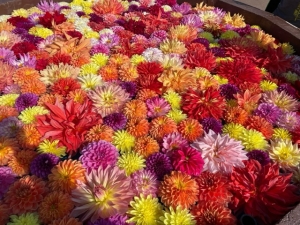 広島市中区のメンズエステメンズエステ ミセスティセ（tisse）の写メ日記　11/8(土)出勤します❤︎画像