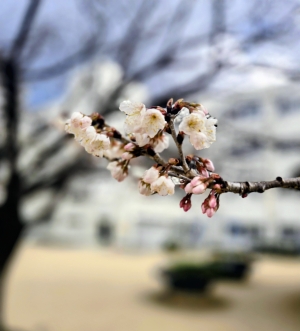 広島市中区のメンズエステメンズエステ ミセスティセ（tisse）の写メ日記　3月13日のお礼🌸画像