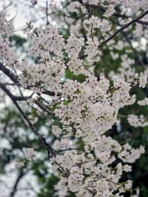 広島市中区のメンズエステメンズエステ ミセスティセ（tisse）の写メ日記　4月1日のお礼🌸画像