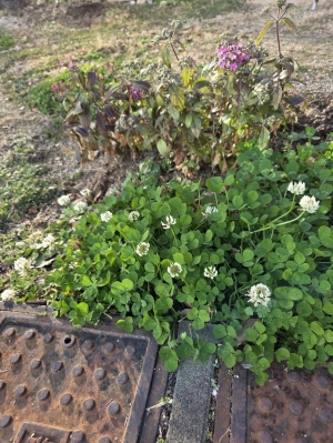 広島市中区のメンズエステメンズエステ ミセスティセ（tisse）の写メ日記　出勤しました画像