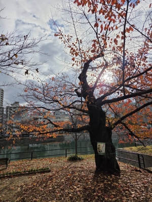 広島市中区のメンズエステメンズエステ ミセスティセ（tisse）の写メ日記　おはようございます🍂画像