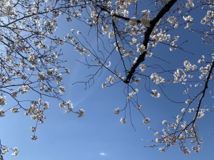 広島市中区/南区のメンズエステ メンズエステ ミセスティセ（tisse）の写メ日記　昨日のお礼です画像