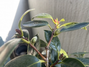 広島市中区のメンズエステメンズエステ ミセスティセ（tisse）の写メ日記　肩の力をそっと抜いて…画像