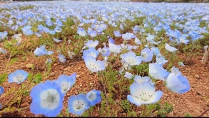 広島市中区のメンズエステメンズエステ ミセスティセ（tisse）の写メ日記　お礼画像